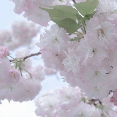 兽设幻想物种设计兽圈社群